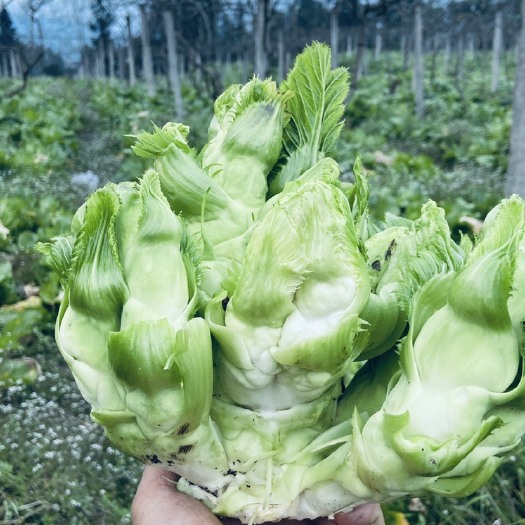 天全县 儿菜，现在上市