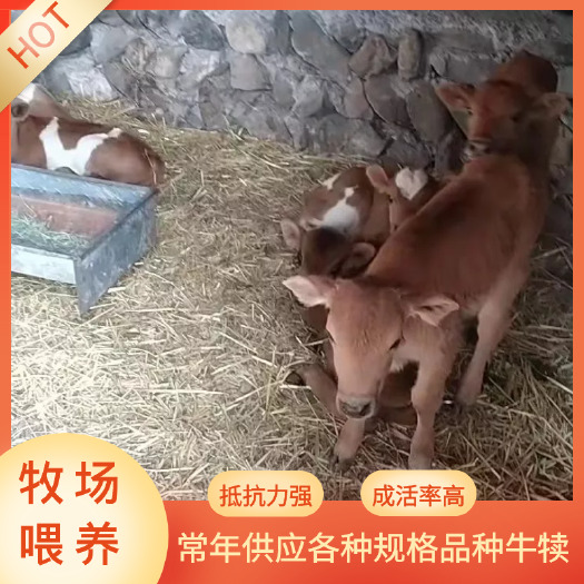 宕昌县杂交改良小黄牛，价格便宜，生长环境广泛，实地直销
