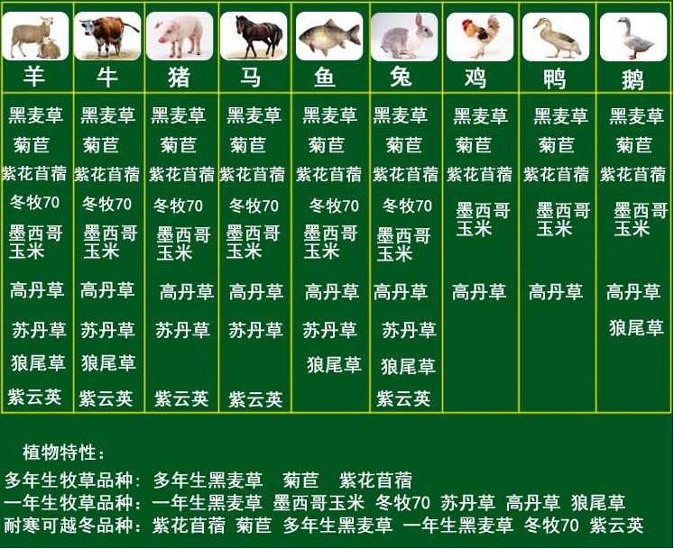  甜高粱种子 大力士甜高粱饲用高产牧草嫩绿多汁养殖牛羊猪鸡鸭兔