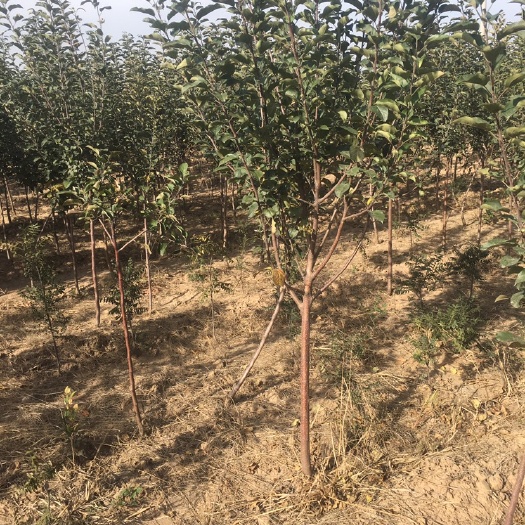 绛县红富士苹果苗  苹果树苗 苹果苗