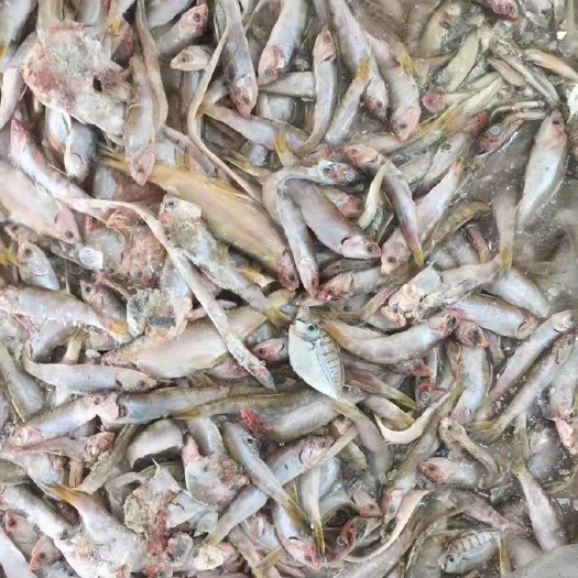 石狮市 陆冻油扣饲料鱼 尖鼻鱼 净重14斤 毛重19斤