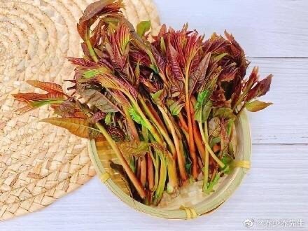 广州 精品香椿芽