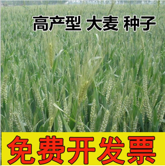 沭阳县大麦种子 优质高产大麦种子 新大麦种子粮食种籽大田抗倒伏耐