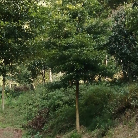 泸州 纳溪区打古镇普照山上有上好桢楠树苗出售