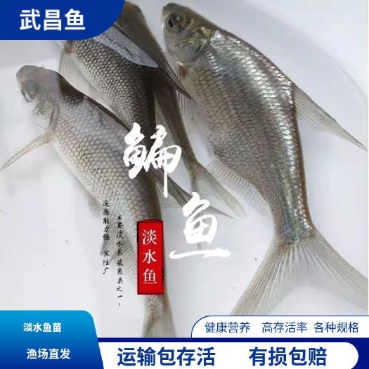 广州「优质」鳊鱼苗*武昌鱼苗*三角坊苗*抗病毒性好*生长快