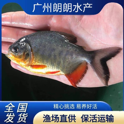 广州新品淡水鲳鱼苗活体包邮鲳鱼苗红鲳鱼苗白鲳鱼苗鲳鱼苗可观赏