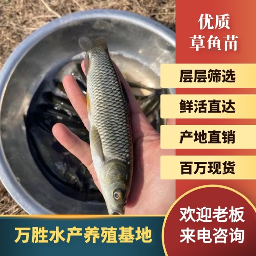 广州草鱼苗  鲩鱼苗