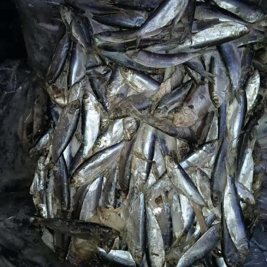石狮市 船冻青兰杂饲料鱼  海杂鱼 不定重