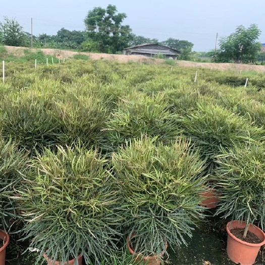 佛山300盆孔雀木