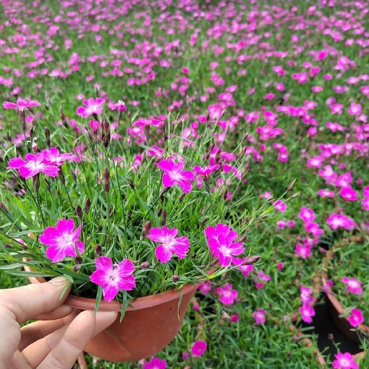 平湖市欧石竹四季开花，草坪，