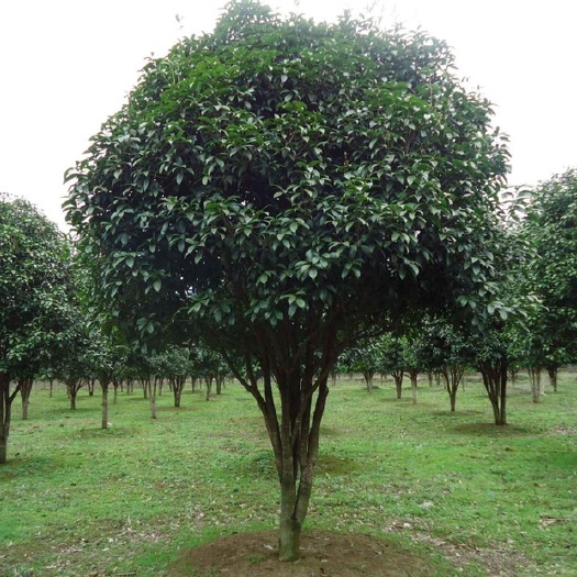 重庆市 大批量桂花树，冠大形好