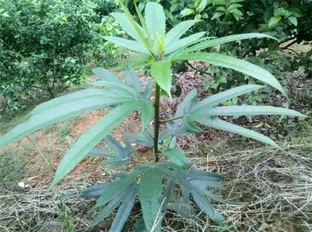 大埔县 五指毛桃