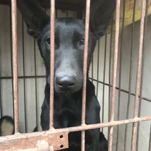 黑狼犬，黑将军，黑郎犬，聪明勇敢，外观非常漂亮！大型犬种，老