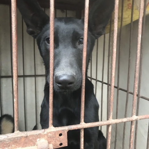 宿州黑狼犬，黑将军，黑郎犬，聪明勇敢，外观非常漂亮！大型犬种，老