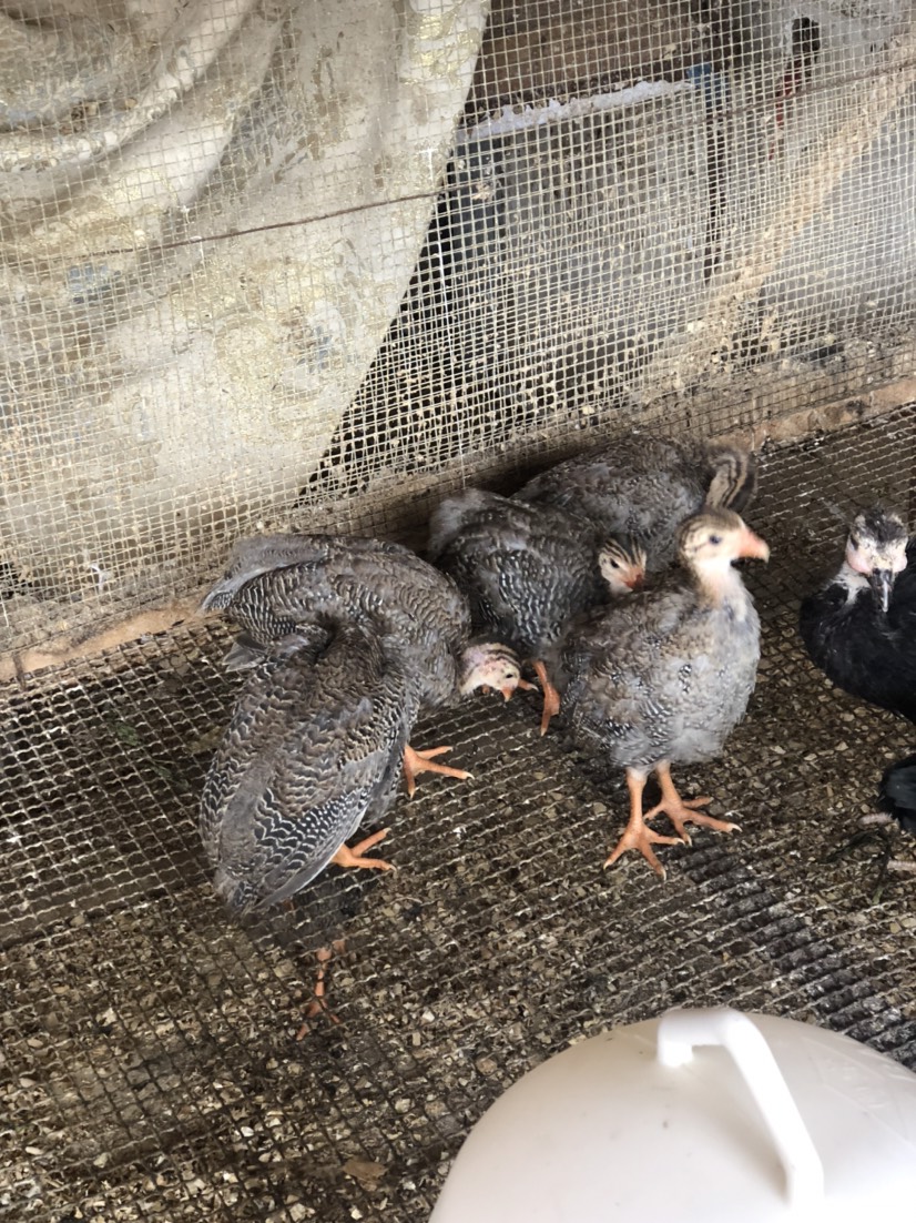 脱温珍珠鸡半斤左右疫苗齐全10只起发顺丰快递包邮