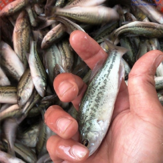 广州「优质」加州鲈鱼苗*淡水鱼*适应性强*全国包邮