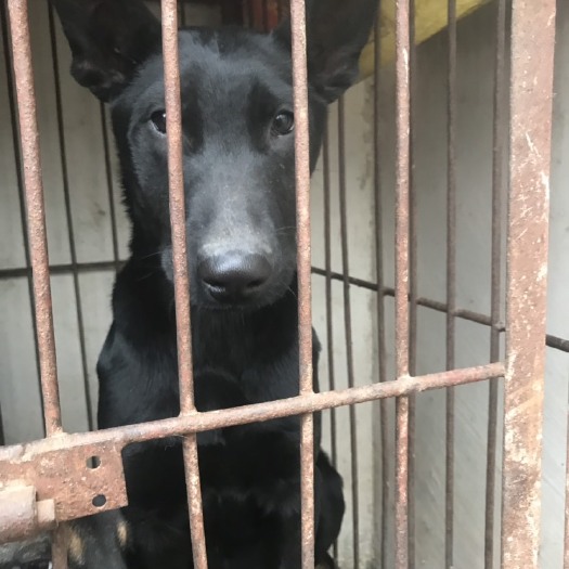 黑狼犬，聪明勇敢，外观非常漂亮！看家僻邪！