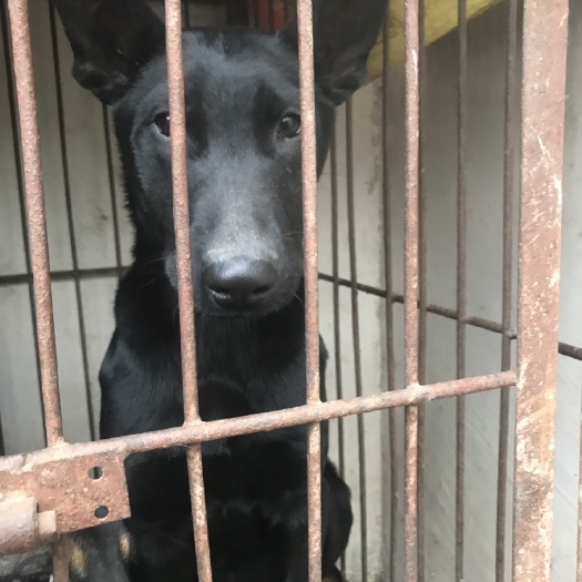 宿州黑狼犬，聪明勇敢，外观非常漂亮！看家僻邪！