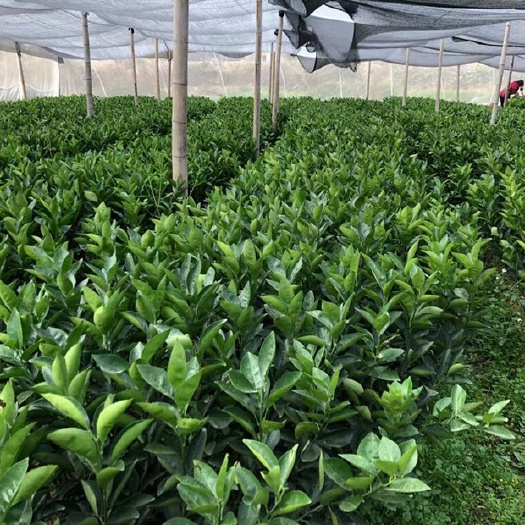 会昌县脐橙树苗 江西赣南脐橙苗嫁接纽荷尔脐橙苗卡拉卡拉血橙苗江西橙子苗脐橙苗
