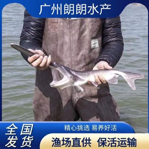 广州鸭嘴鱼苗 鸭嘴鲟鱼苗鲟鱼苗淡水鱼苗养殖鱼苗观赏鱼苗好养鱼苗
