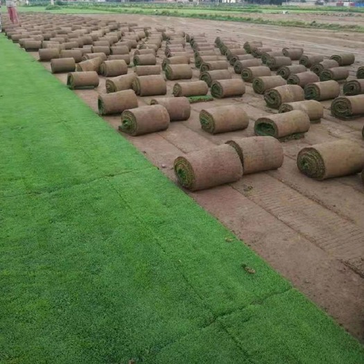 北京高羊茅 北京，张家口，廊坊，保定，固安精品草坪出售……