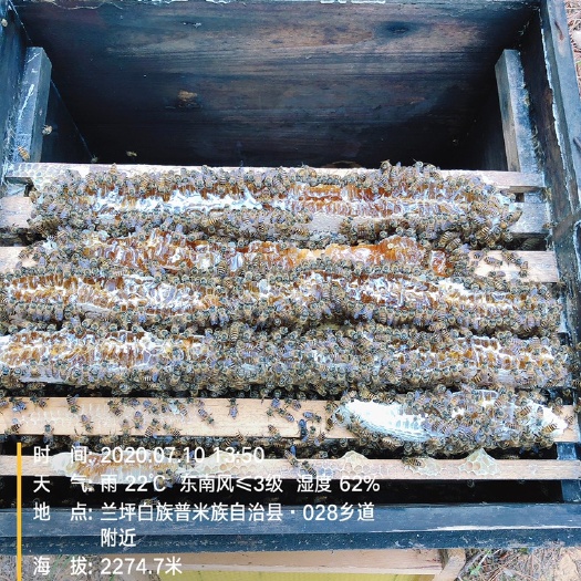 岑溪市中华蜜蜂  包邮蜜蜂  中蜂活体，云南黑蜂王杂交￼高蜜蜂群