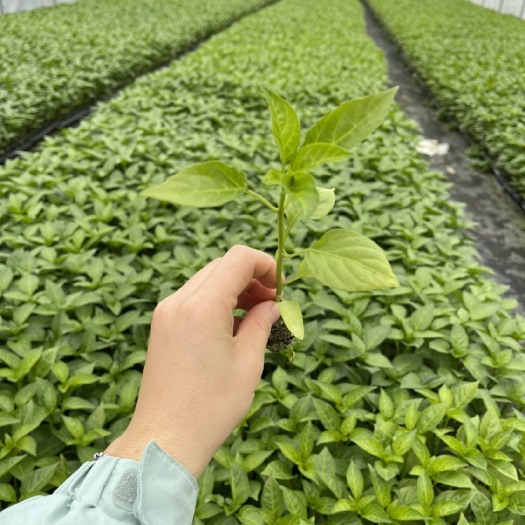 惠州牛角椒苗 牛角椒