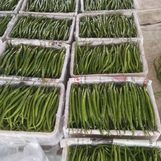 莒南县临沂市莒南县 精品线椒 杭椒 精品质量 产地供应