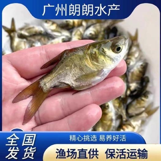 广州缩骨大头鱼苗 缩骨大头鱼鱼苗缩骨花鲢缩骨胖头缩骨鳙观赏鱼苗
