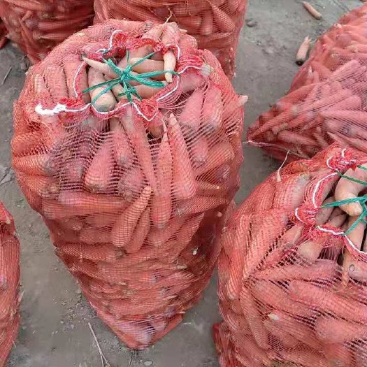 汶上县 养殖胡萝卜