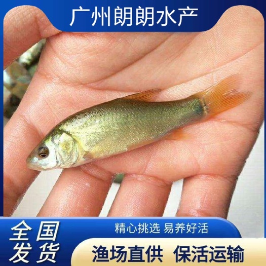广州 丁桂鱼苗淡水 丁贵鱼苗活体 金鲑鱼丁鲑鱼须鱼岁金岁鱼养殖冷水