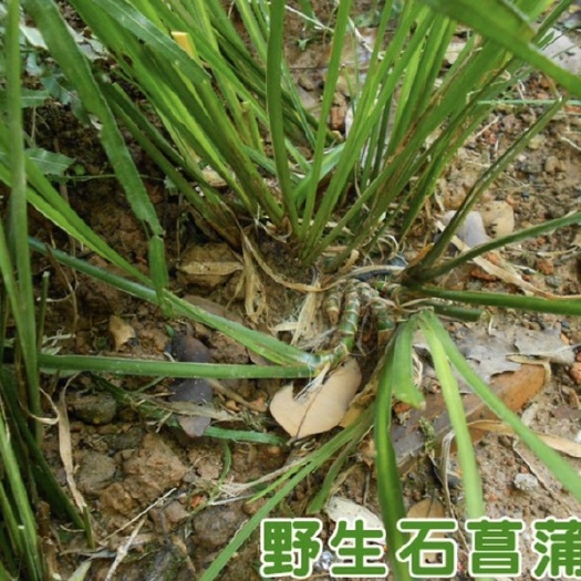 石菖蒲苗红根大叶石菖蒲种苗新鲜石菖蒲干货药材批发种植