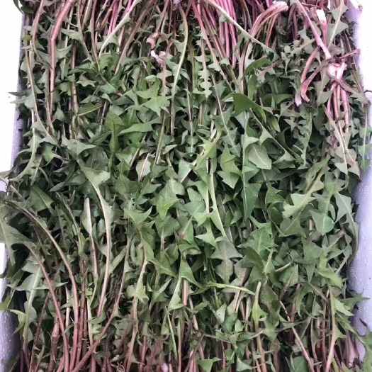 北镇市蒲公英菜 蒲公英