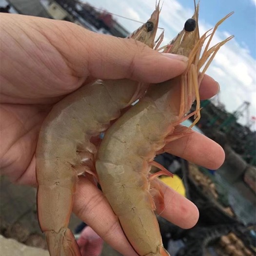 北海对虾 北海大明虾