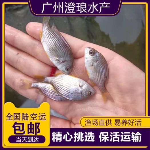 广州黄脚立鱼苗 黄鳍鲷鱼苗淡化新品黄脚腊立鱼咸淡水底层耐冷