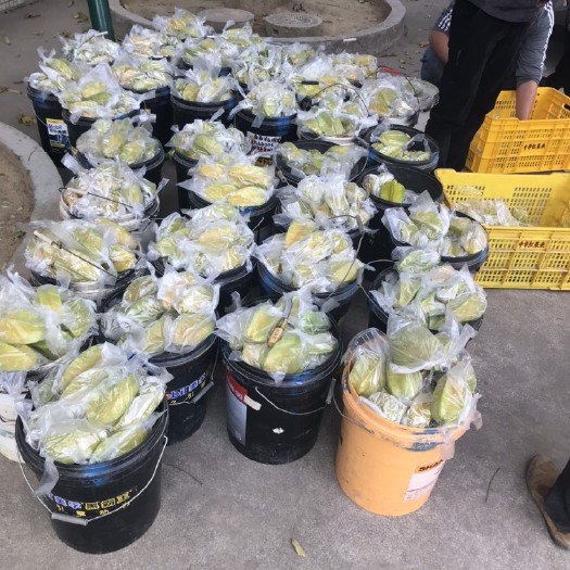 广州甜杨桃
