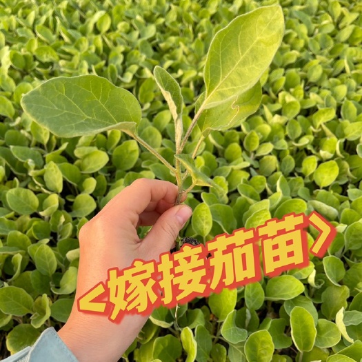 惠州茄子苗 嫁接中茄，嫁接烧烤茄，嫁接长茄