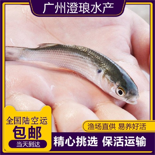 广州乌头鱼苗乌鱼黑鱼新鱼梭鱼乌鲻优质鱼苗冷水海淡水好养殖当地
