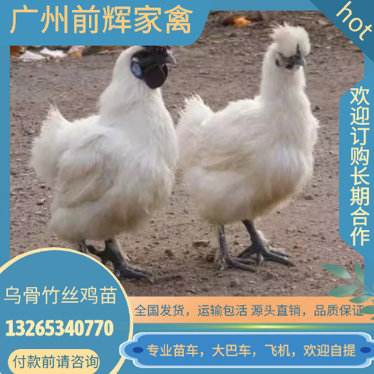 乌骨鸡苗 竹丝鸡苗.泰和乌骨鸡·活体竹6鸡苗.快大竹丝鸡种苗