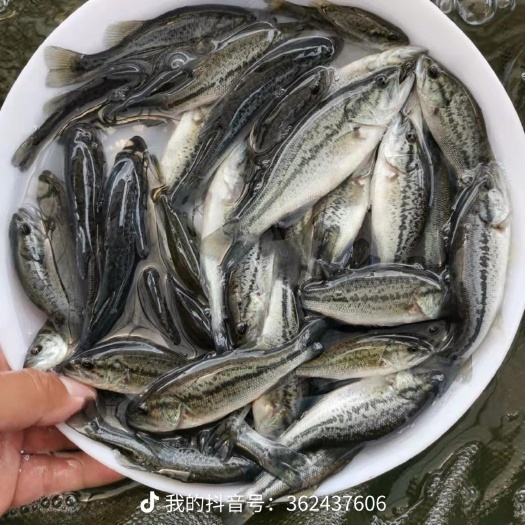 广州加州鲈鱼苗，鲈鱼苗，路亚苗，大口黑鲈鱼苗