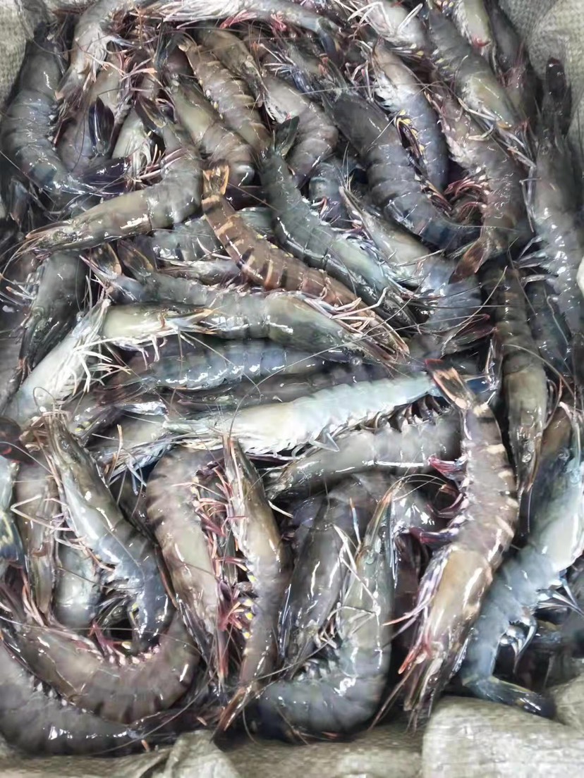 柳州九节虾黑虎虾斑节虾冰鲜餐厅食材供应大虾虾子