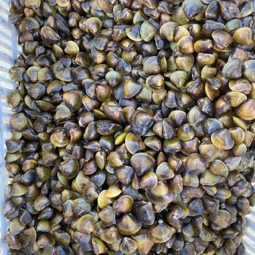 阳江 黄沙蚬，二蚬大蚬