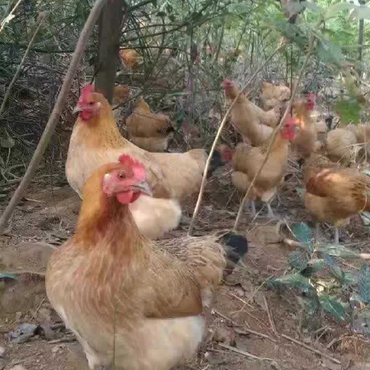 青脚土鸡苗，青脚鸡苗，湖南鸡苗孵化场厂价直销