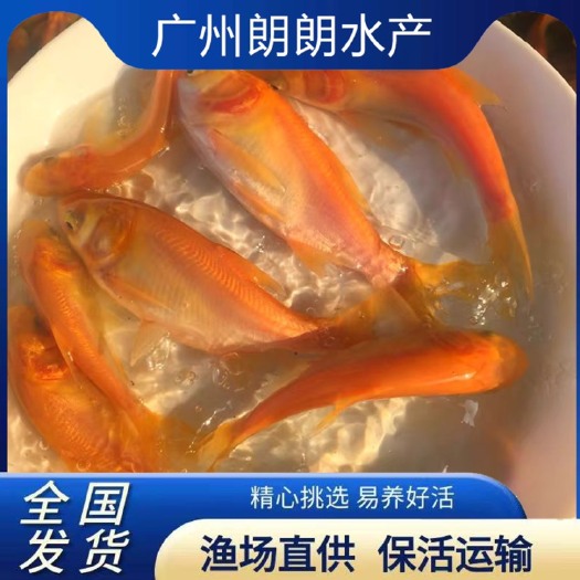 广州金大头鱼苗 淡水金大头金鲢鱼金鳙鱼金胖头鱼苗观赏鱼养殖水活体