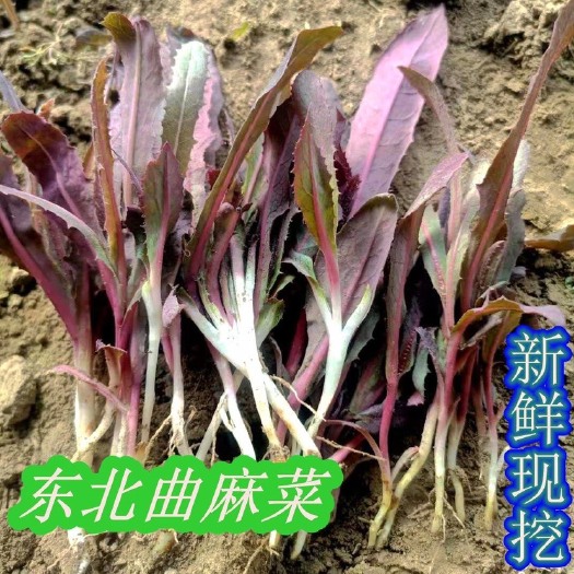 北镇市曲曲菜 曲麻菜