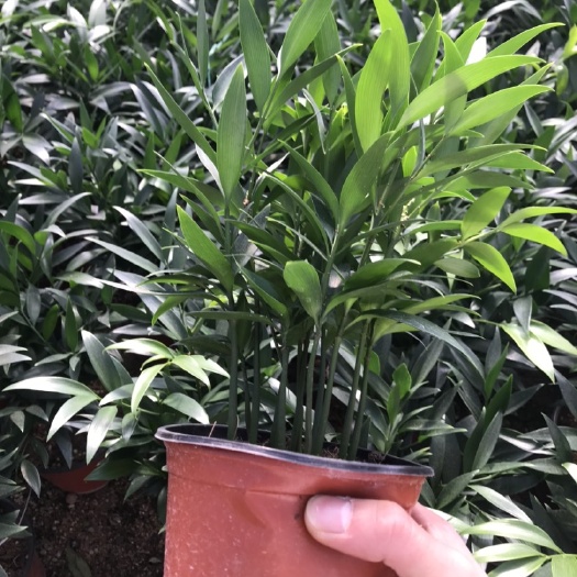 长叶竹柏 竹柏精品盆栽小盆组盆多棵组产地直发批发小盆竹柏批发