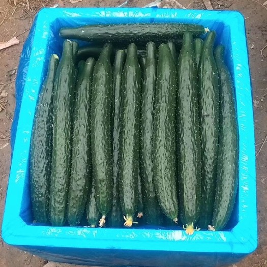 夏邑县密刺黄瓜黑油量瓜条直供应电商量市场大产地直销