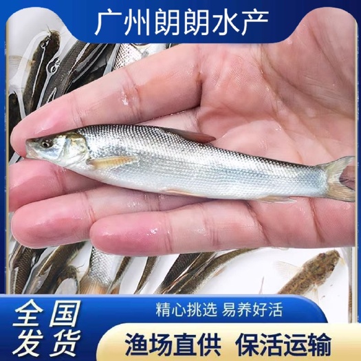 广州 银鳕鱼苗淡水养殖食用大头亮鲃大鳞鲃别名：团头魮锥首魮大型活苗