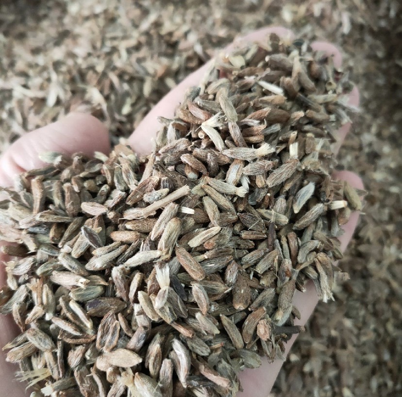 安国市白术种子 新产白术种子 改良白术种子 一斤起批