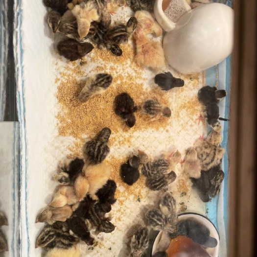 深圳珍珠鸡苗  鸡苗 芦丁鸡小鸡 鹌鹑小鸡 家庭饲养  世界最小的鸡 迷你鸡